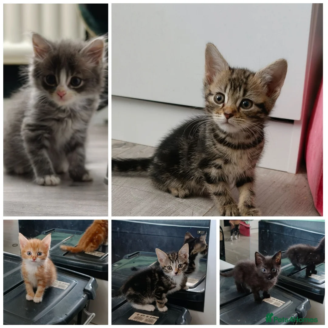 Mixed Breed cats for sale: 5 Beautiful kittens £100 each - Advert 1