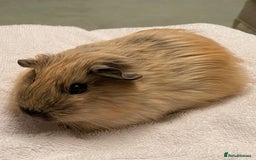 Guinea Pig rodents for sale: 1no beautiful baby Californian guinea GIRL - Image 4