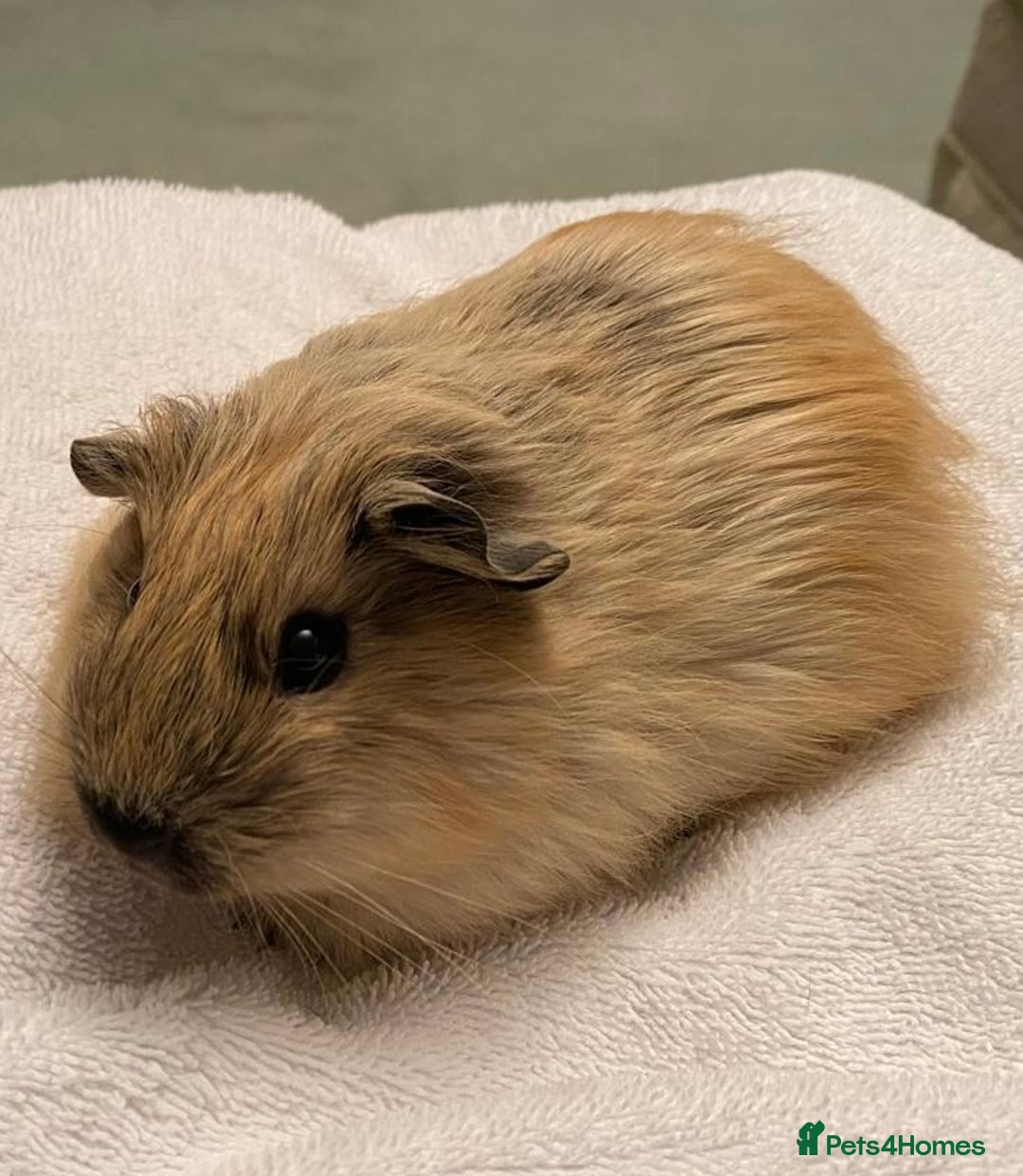 Guinea Pig rodents for sale: 1no beautiful baby Californian guinea GIRL - Image 4