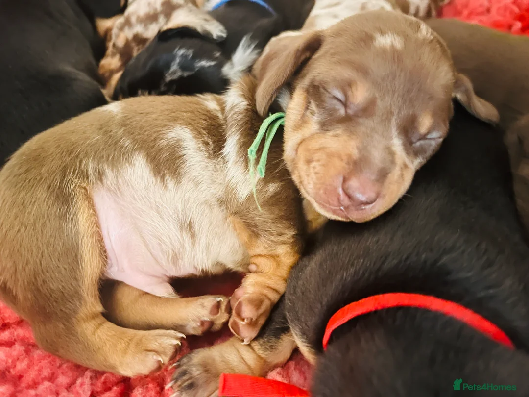 Miniature Dachshund dogs for sale: 7 mini dachshunds Exeter Devon  - Advert 5