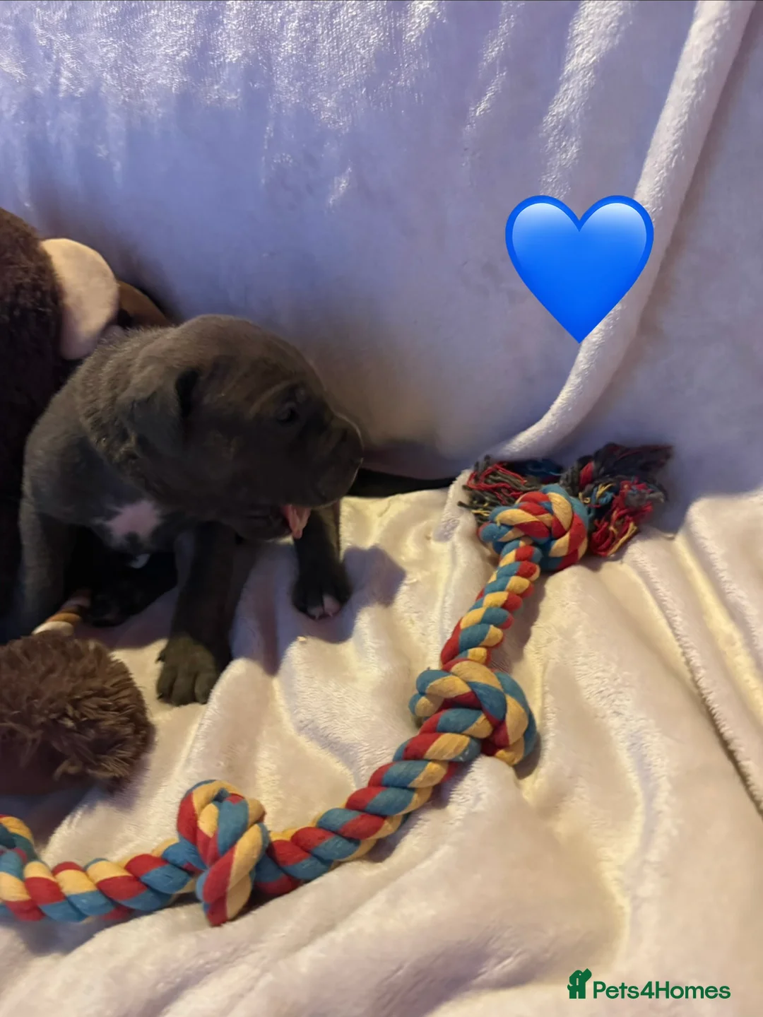 Cane Corso dogs for sale: Cane corso puppies ICCF registered  - Advert 19