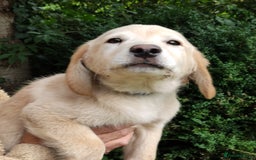 Labradoodle dogs for sale: Labradoodle / Fox Red Labrador X Puppies - Image 19