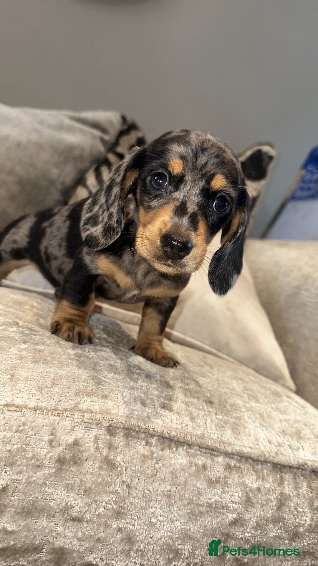 Miniature Dachshund dogs for sale: 🐾Stunning miniature dachshunds🐾 - Image 5