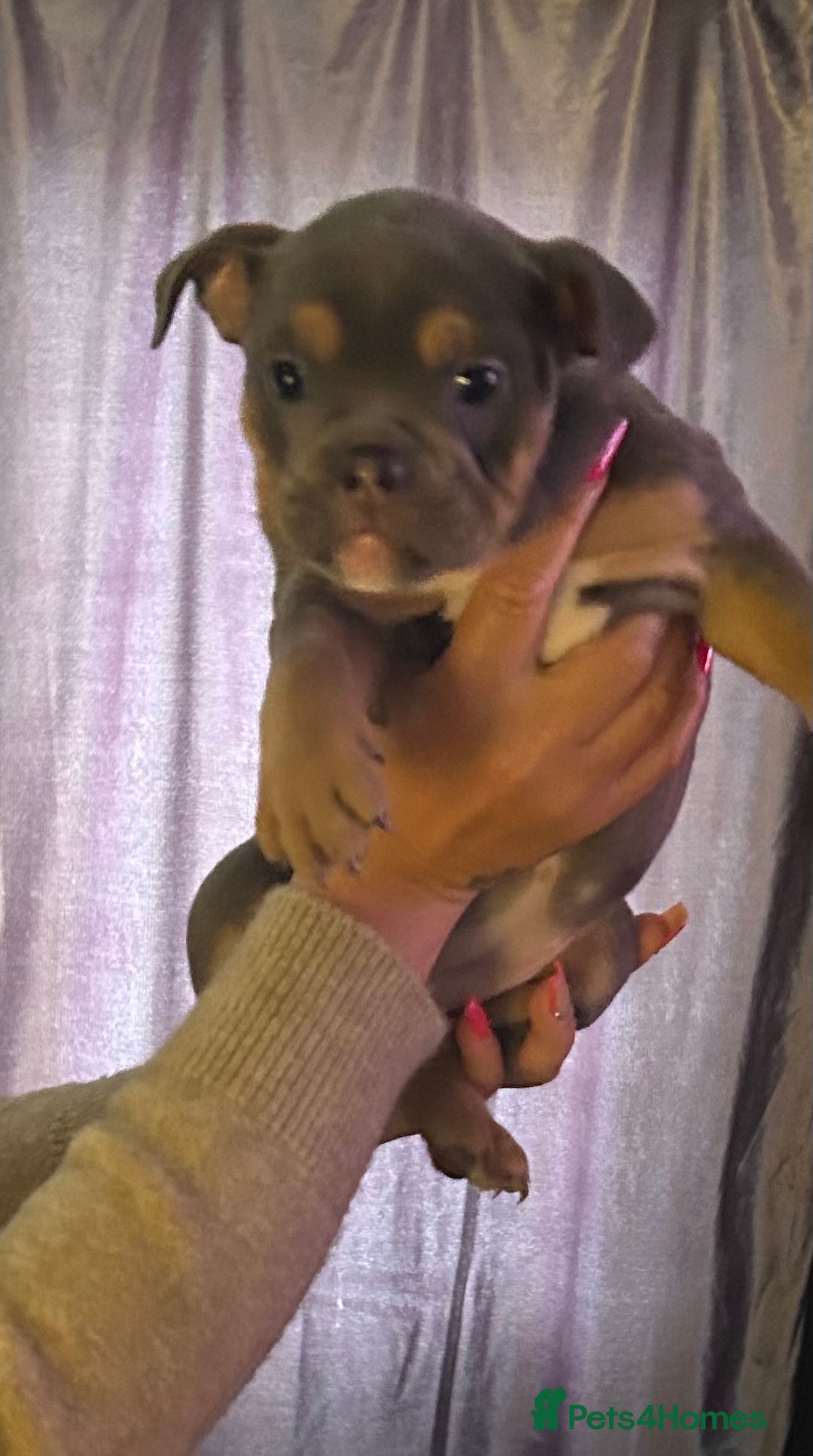 Mixed Breed dogs for sale: Bulldog puppy’s ready (5 BOYS LEFT 💙) - Image 10