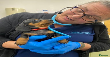 Miniature Dachshund dogs - Advert 5
