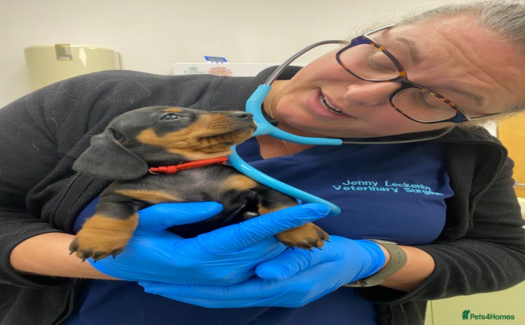 Miniature Dachshund dogs - Advert 5
