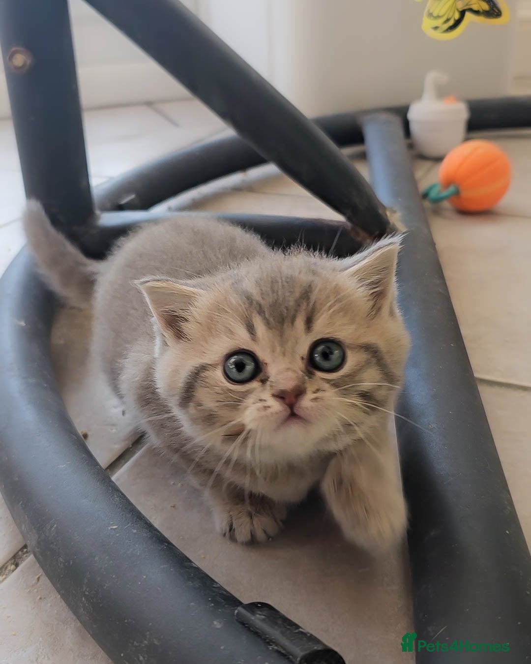 British Shorthair cats for sale: Adorable Kittens Ready For New Home - Advert 7