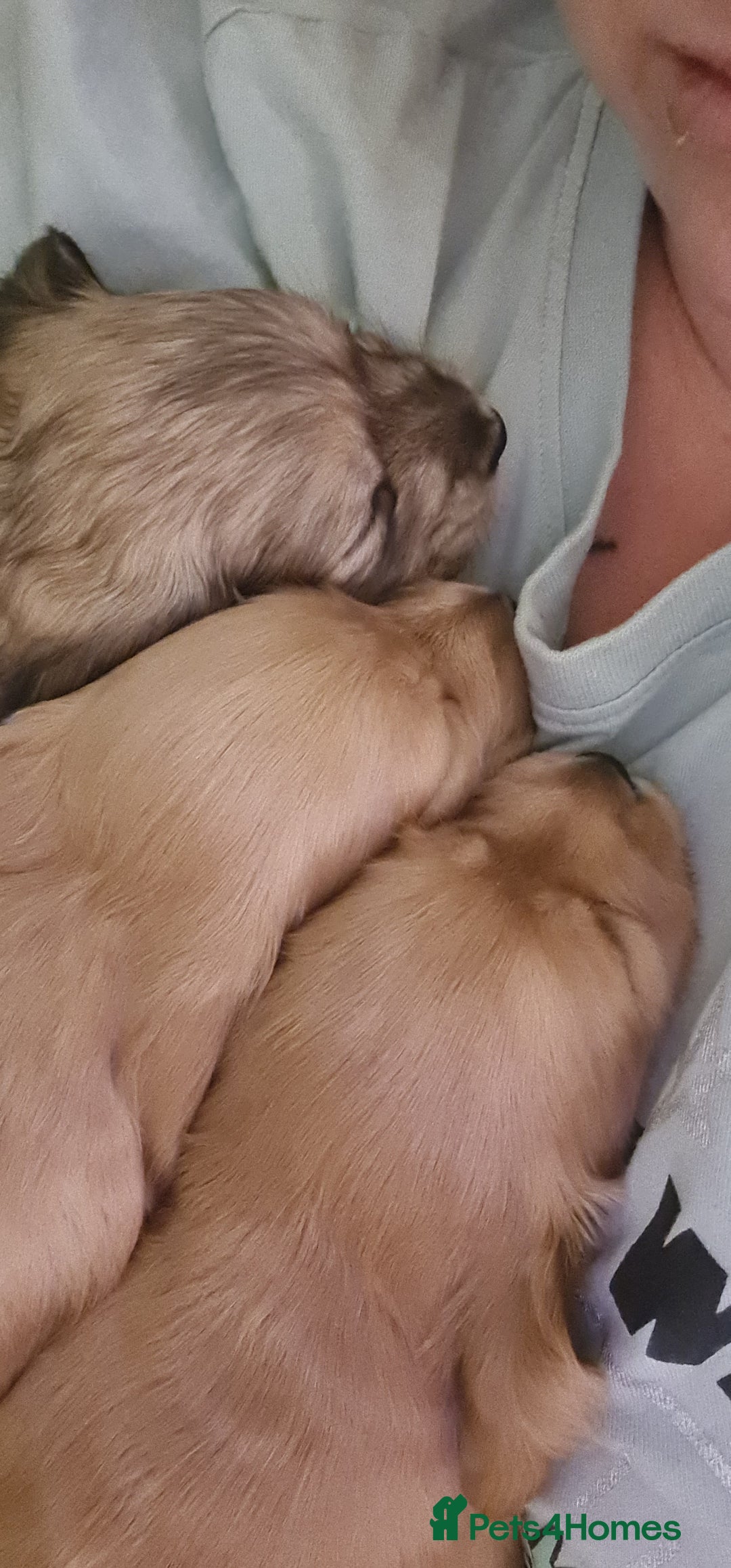 Miniature Dachshund dogs for sale: Miniature log haired - Advert 6