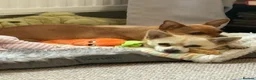 Chihuahua dogs for sale: Peaches & Blossom - Advert 8