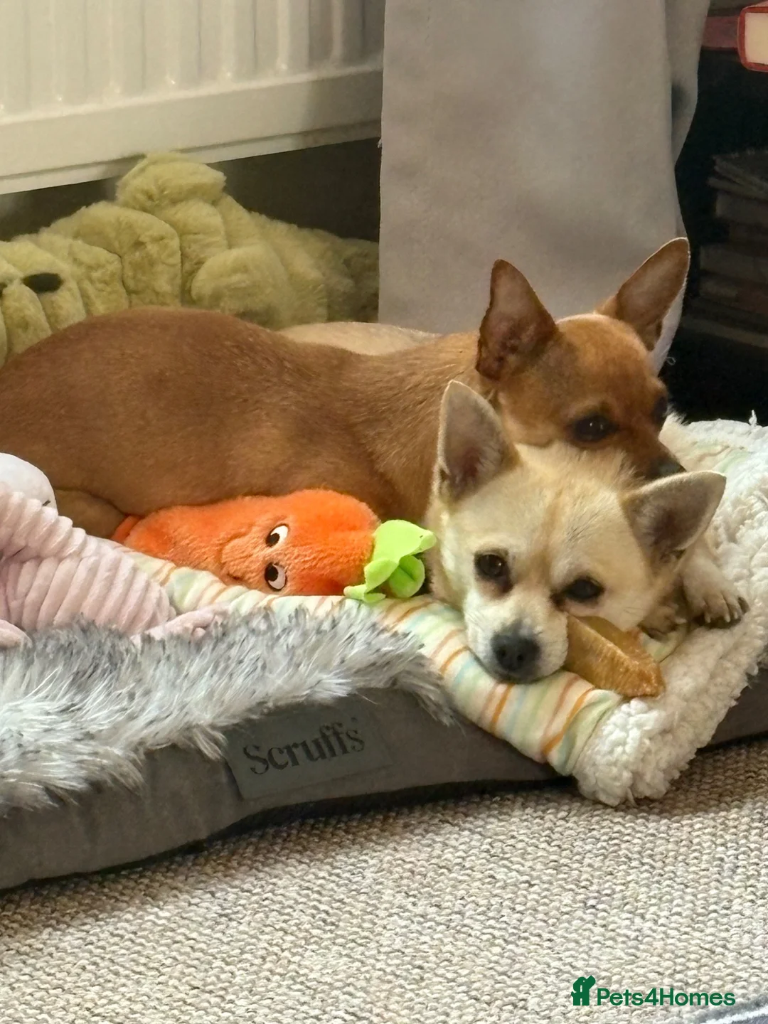 Chihuahua dogs for sale: Peaches & Blossom - Advert 8
