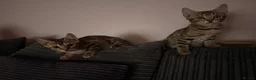 Bengal cats for sale: Two Bengal kittens READY  - Advert 7