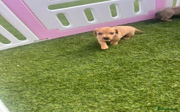 Mixed Breed dogs for sale: 7 beautiful jackshund puppies for sale - Image 25