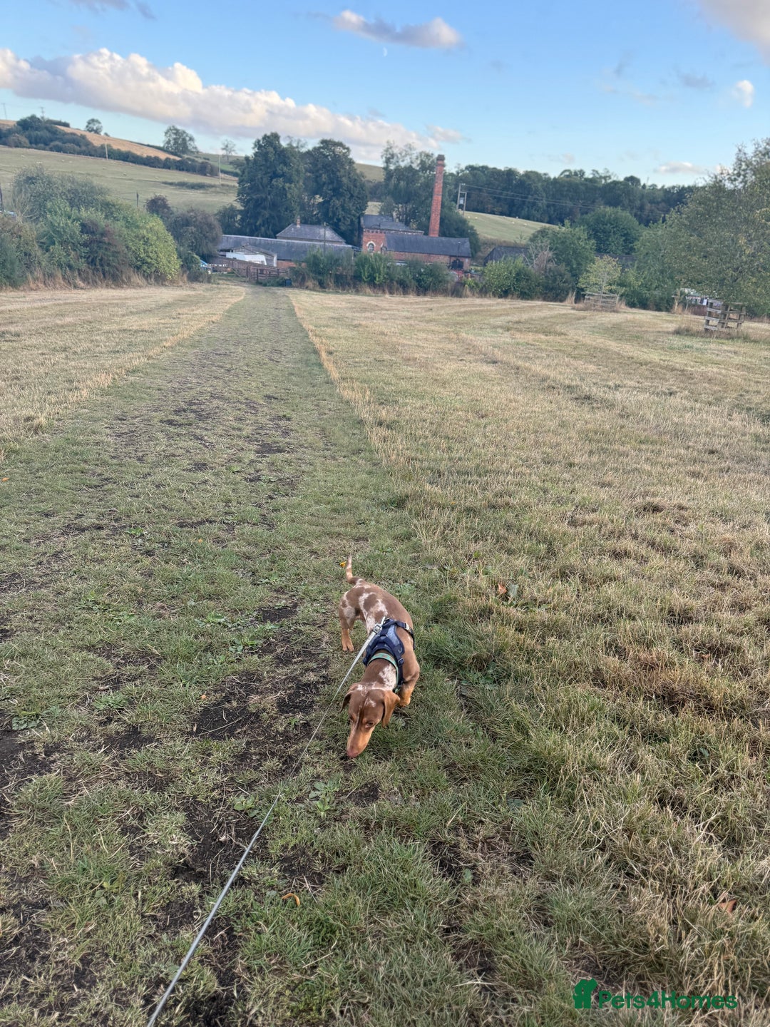 Dachshund dogs for sale: Male dachshund  - Image 2