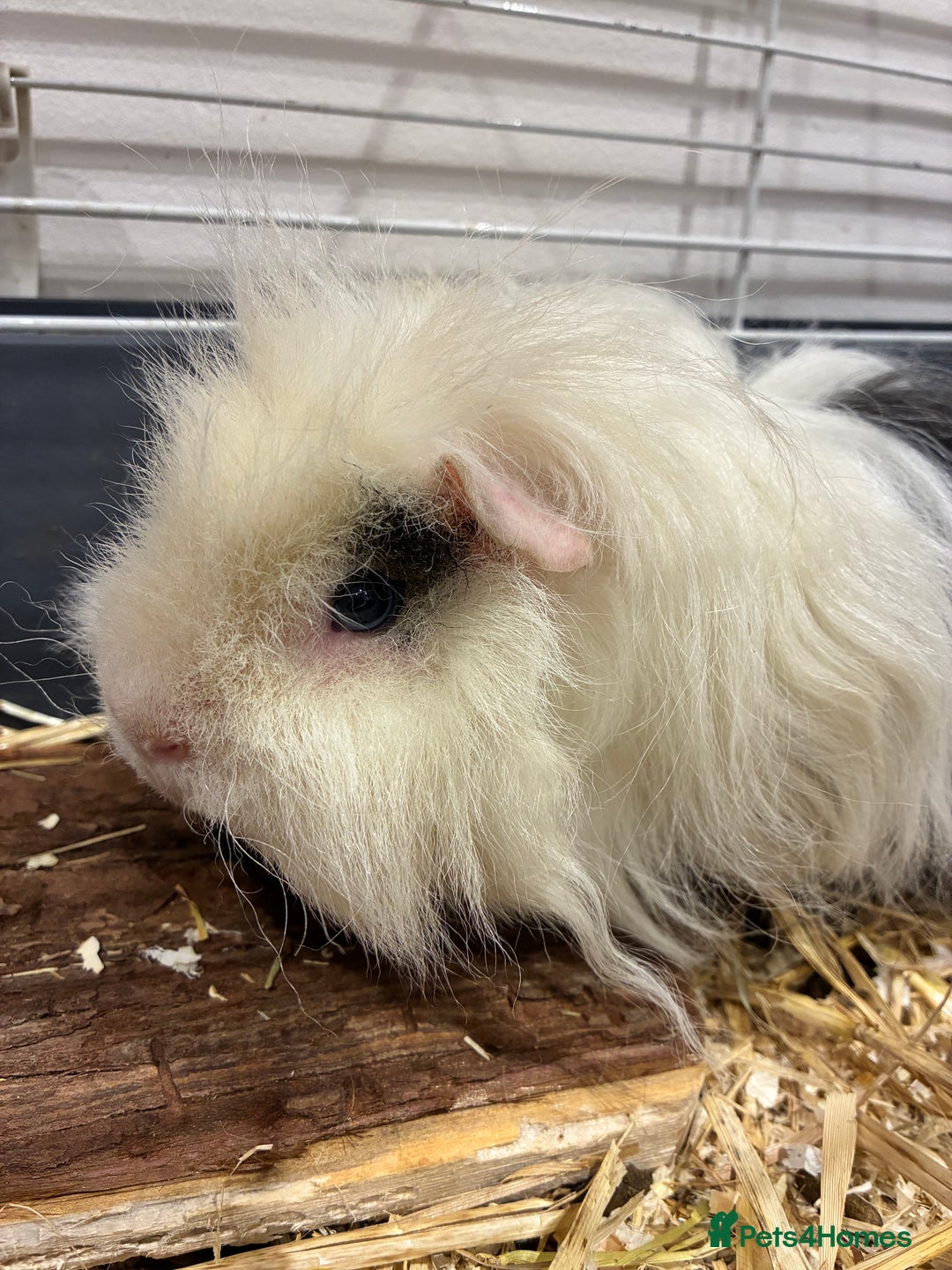 Guinea Pig rodents for sale: X2 Guinea pigs  - Advert 3