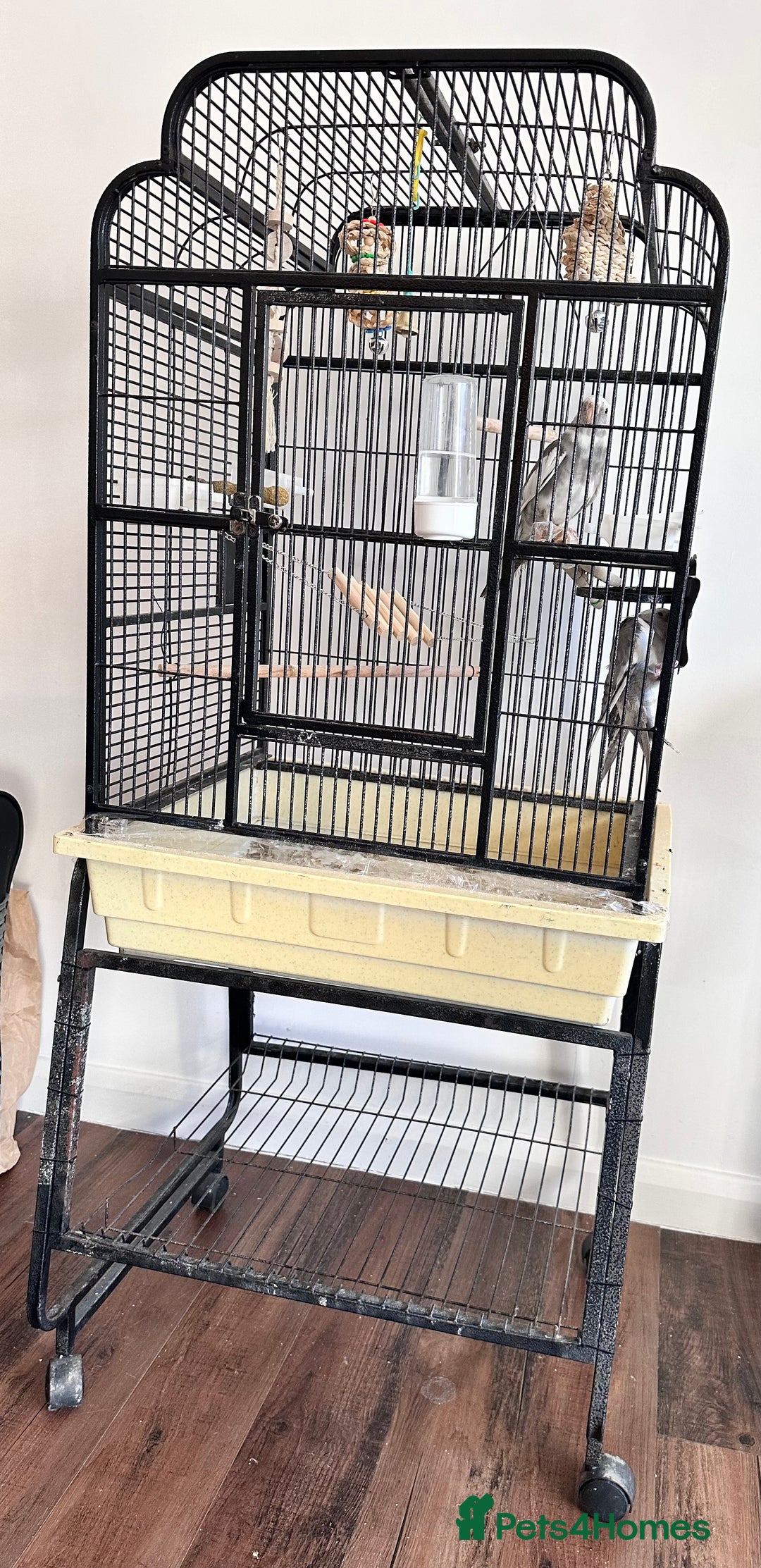 Cockatiels birds for sale: A pair of cockatiels - Image 7