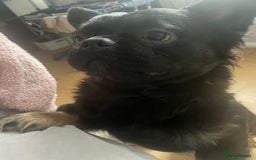 French Bulldog dogs for sale: Fluffy Male Frenchy Black and Tan 🐾🐾 - Image 4