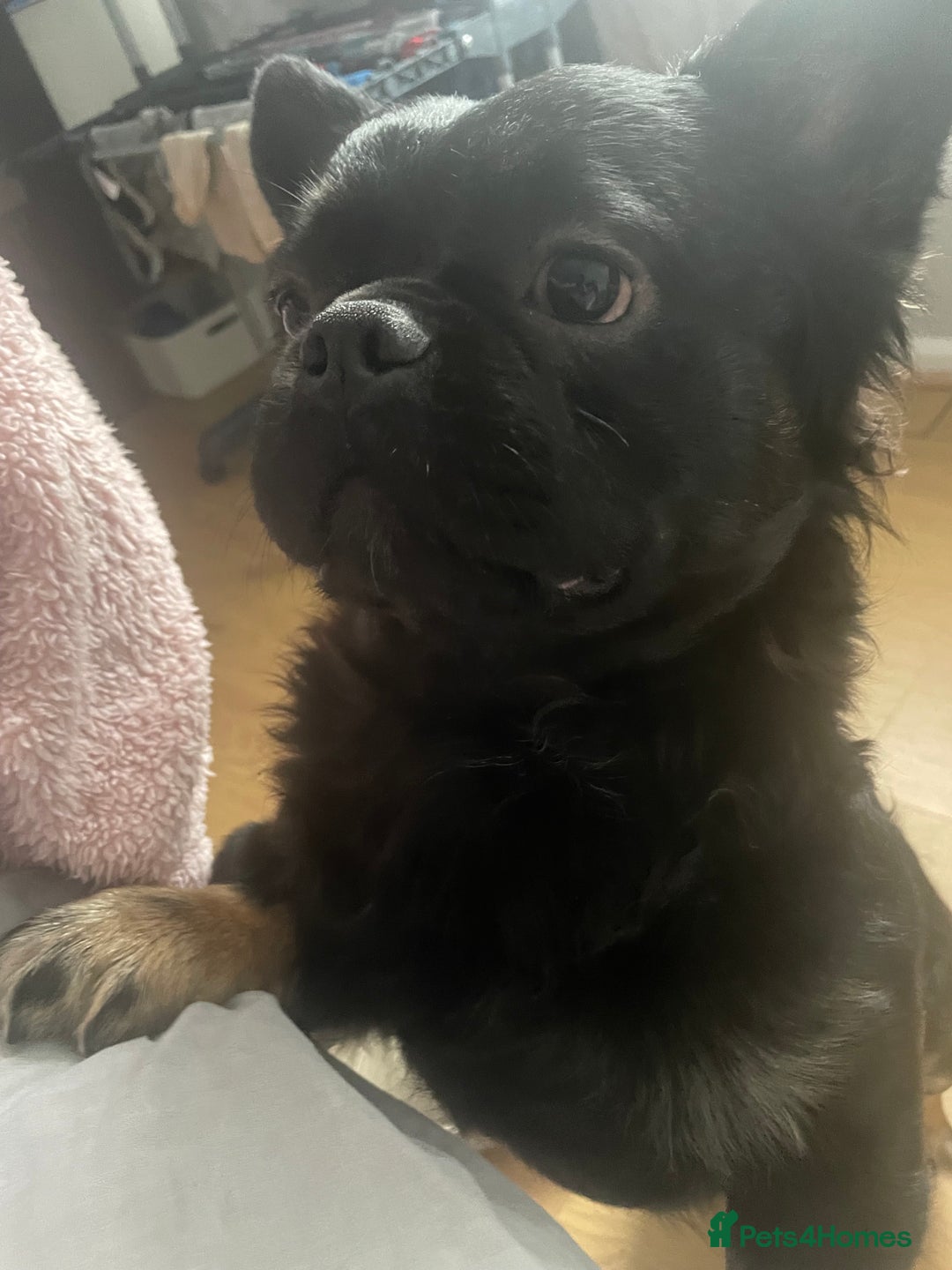 French Bulldog dogs for sale: Fluffy Male Frenchy Black and Tan 🐾🐾 - Image 4