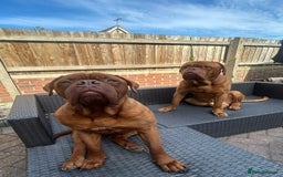 Dogue De Bordeaux dogs for sale: 🐾 Dogue De Bordeaux – Loving Pair for Sale 🐾 - Image 1