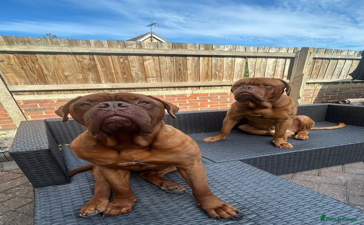 Dogue De Bordeaux dogs - Advert 1