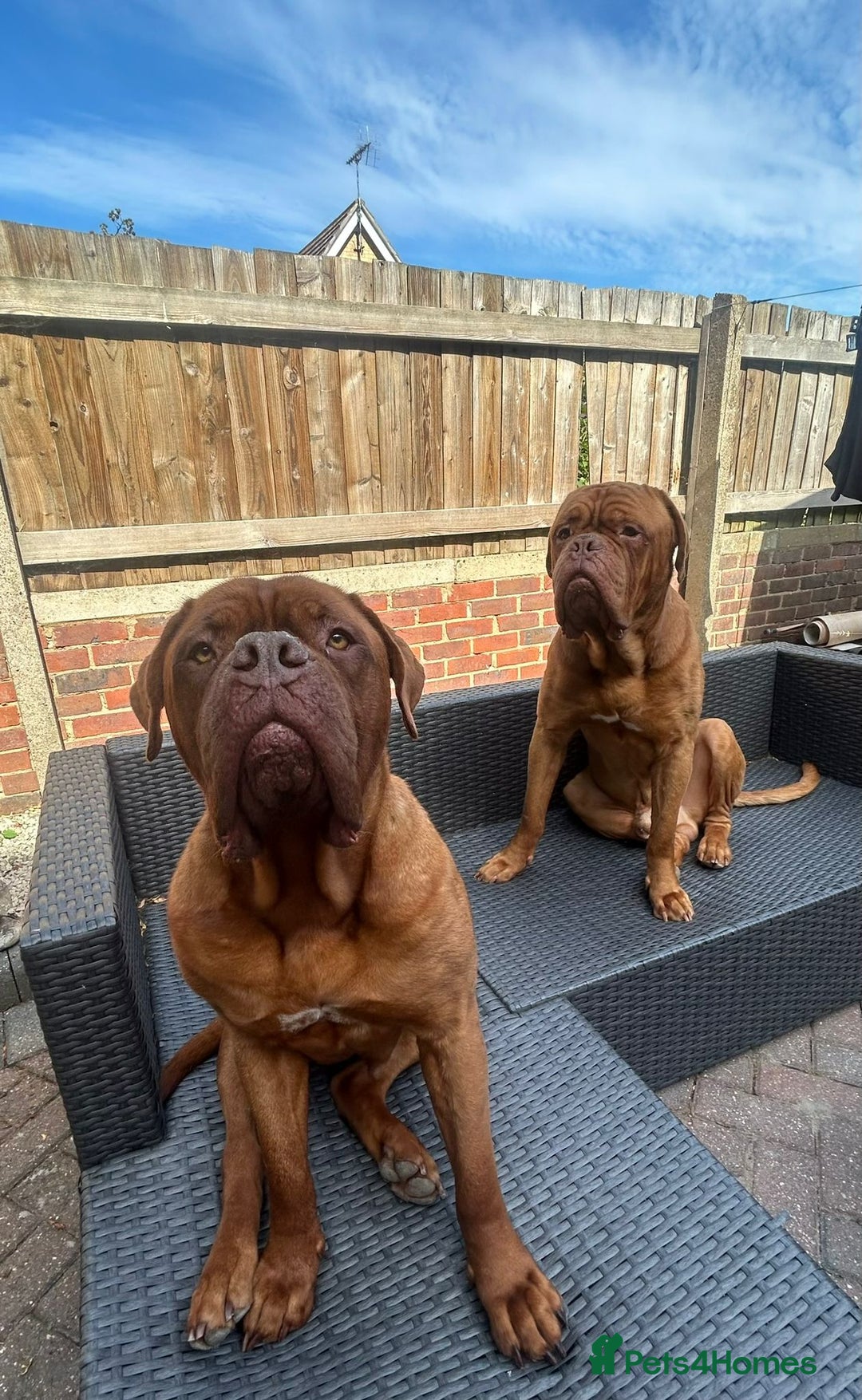 Dogue De Bordeaux dogs for sale: 🐾 Dogue De Bordeaux – Loving Pair for Sale 🐾 - Image 1