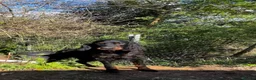 Gordon Setter dogs for adoption: Aillen - Advert 2