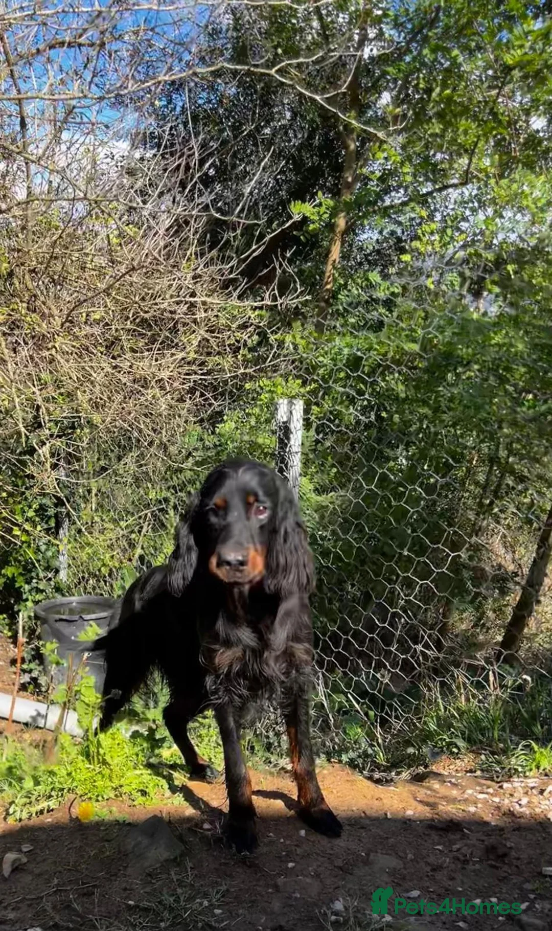 Gordon Setter dogs for adoption: Aillen - Advert 2