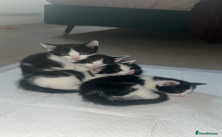 Mixed Breed cats - Advert 1