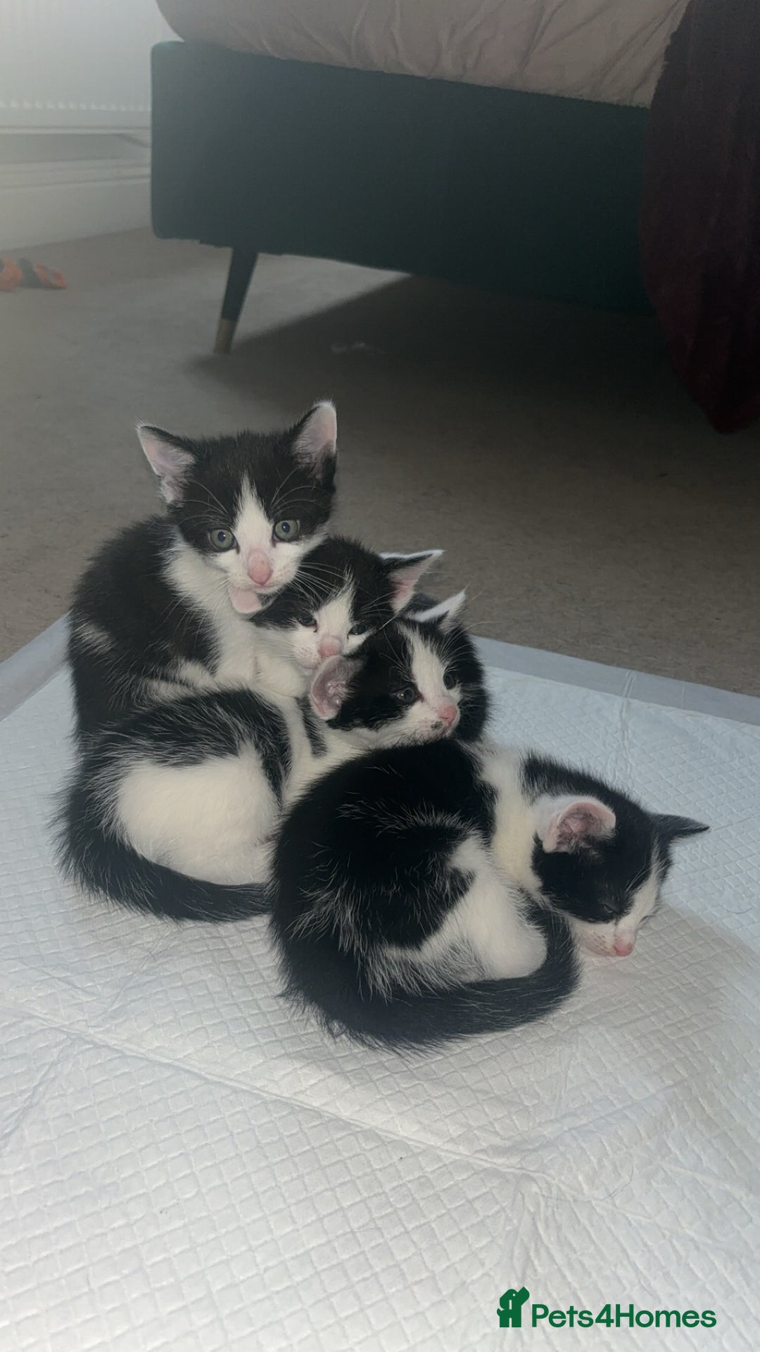 Mixed Breed cats for sale: Black & White mixed breed - Image 1