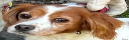 Brittany Spaniel dogs for adoption: Ula   in Consett - Advert 6