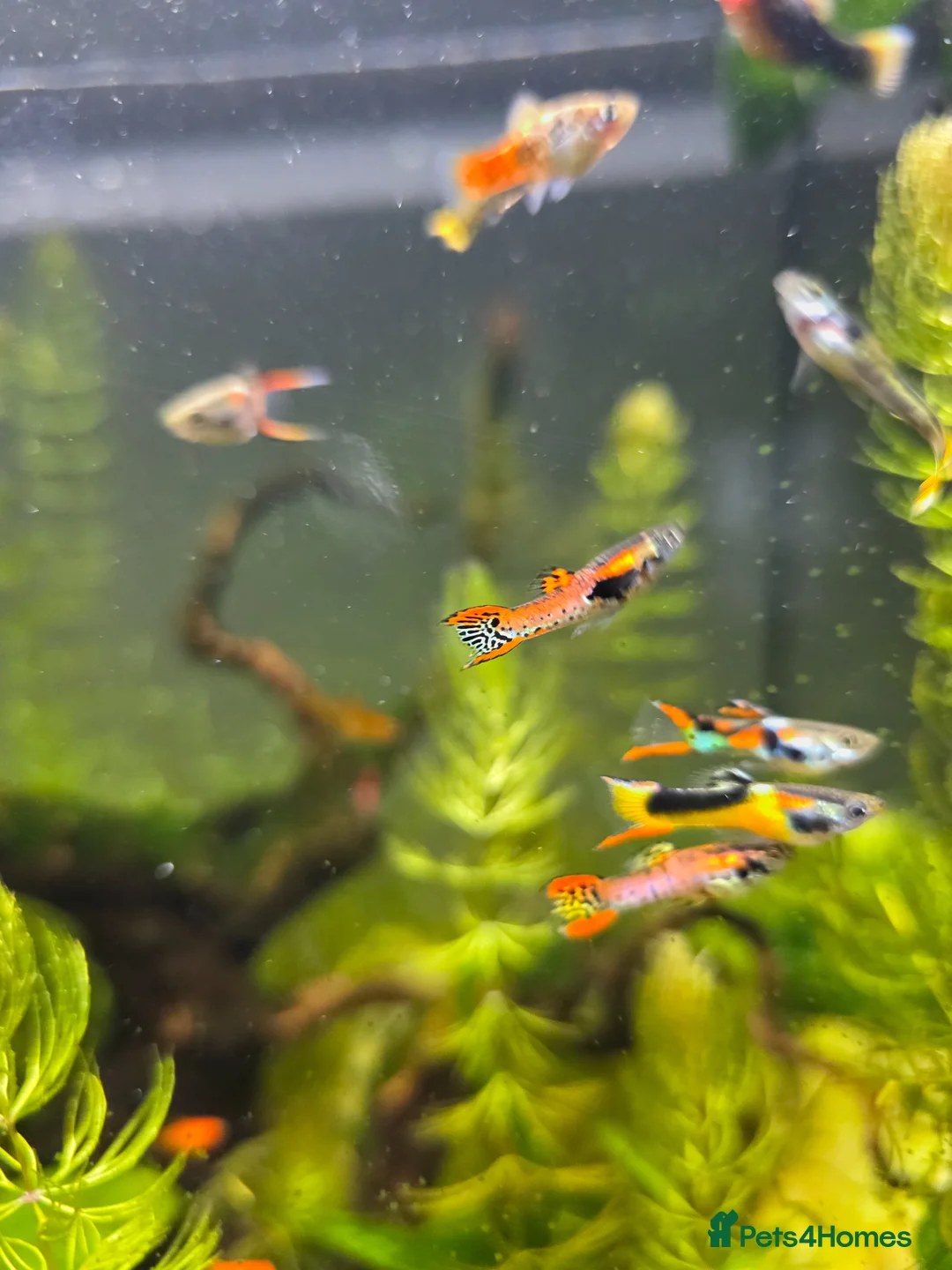 Platies fish for sale: Platies and endlers in Saint Helens - Advert 3