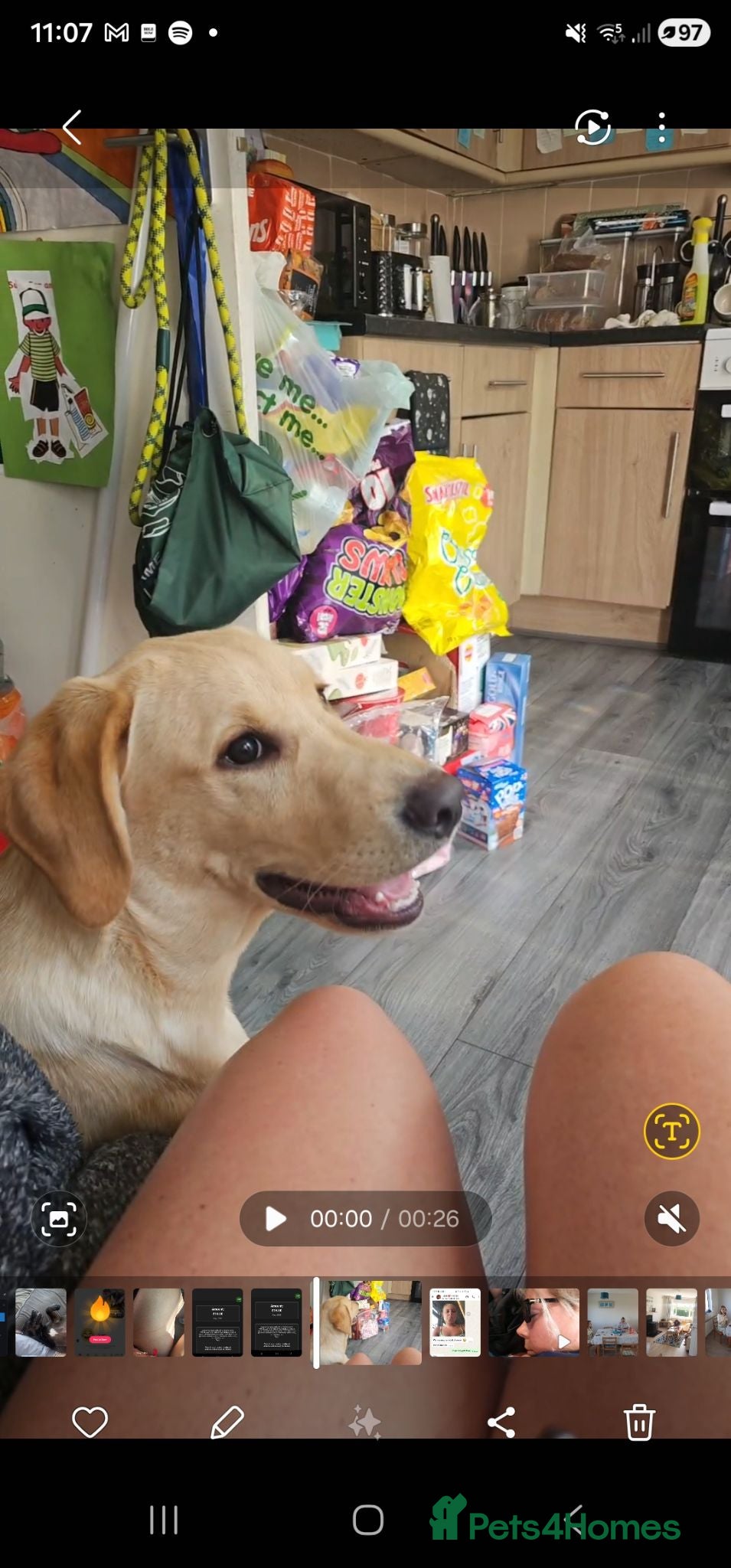 Labrador Retriever dogs Marely  - Advert 6