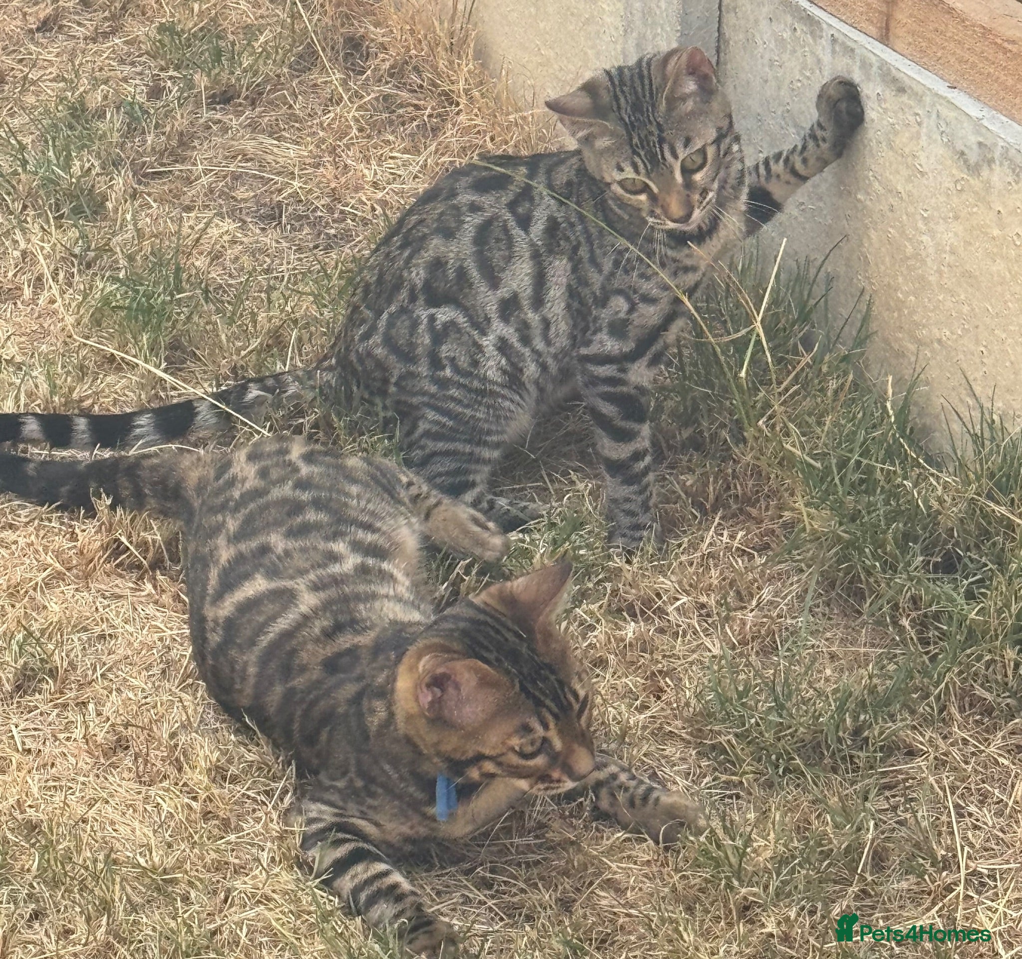 Bengal cats 2 LEFT!! ✨ Beautiful Bengal Kittens✨ - Advert 10