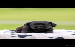 Dachshund dogs for sale: Miniature Wire haired Dachshund Puppies  - Image 10