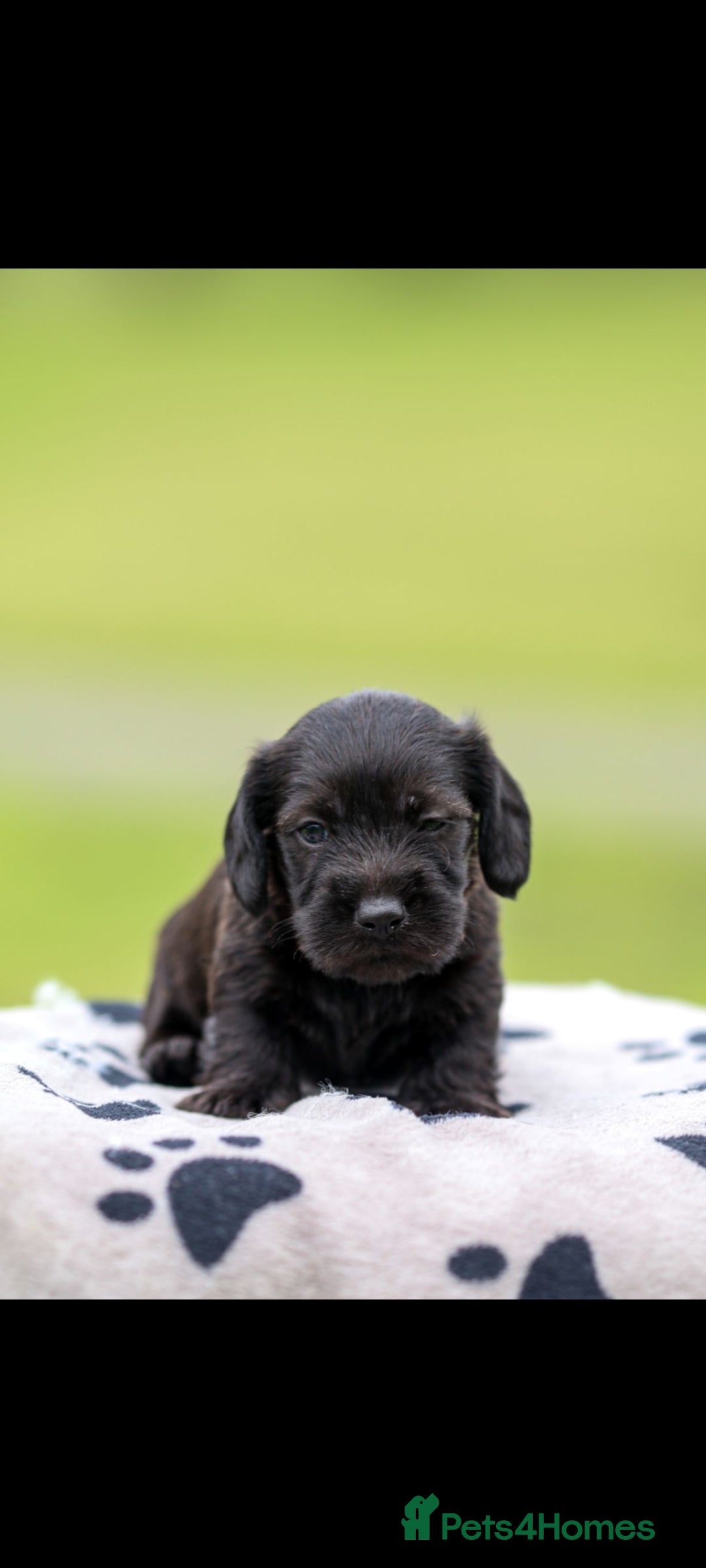 Dachshund dogs for sale: Miniature Wire haired Dachshund Puppies  - Image 10