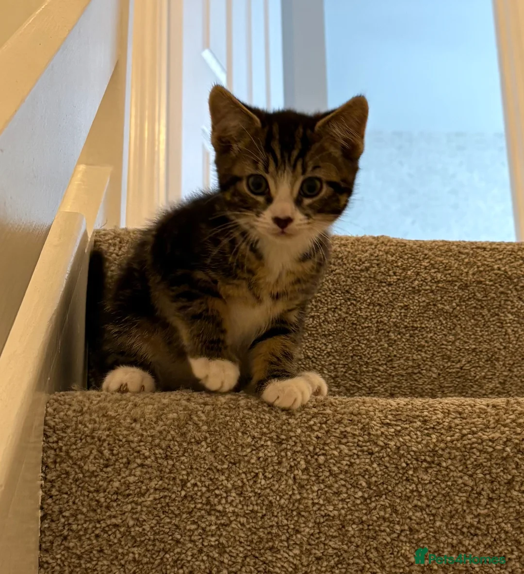 Mixed Breed cats for sale: 8 week old male kitten  in Fareham - Advert 5