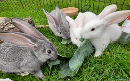 Continental Giant rabbits for sale: Beautiful Pure Giant Continental Babies  - Image 12