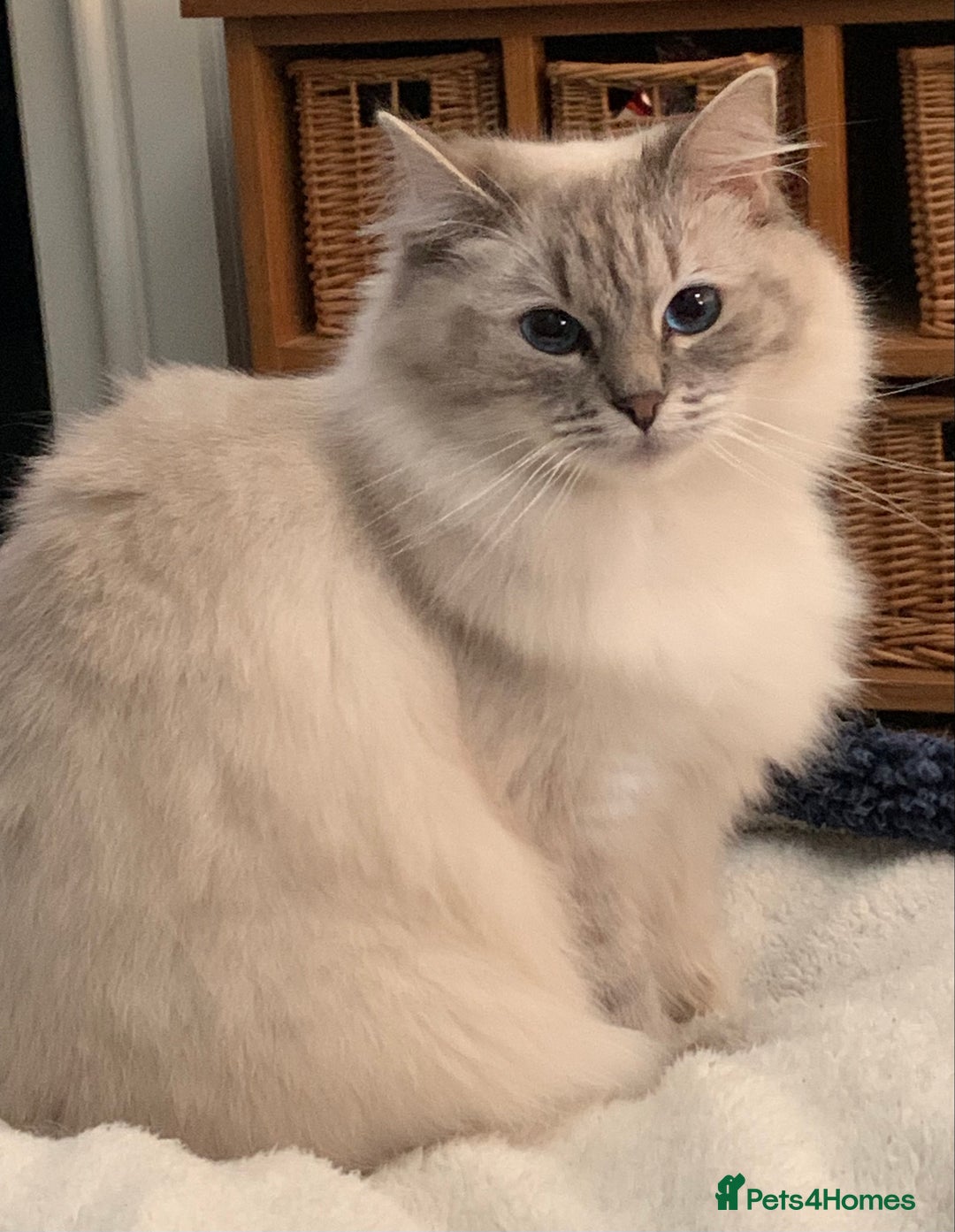 Ragdoll cats for sale: Lilac Lynx Ragdoll - Advert 1