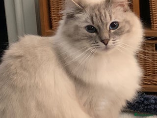 Ragdoll cats Lilac Lynx Ragdoll - Advert 1