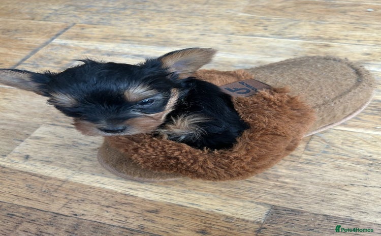 Yorkshire Terrier dogs - Advert 1