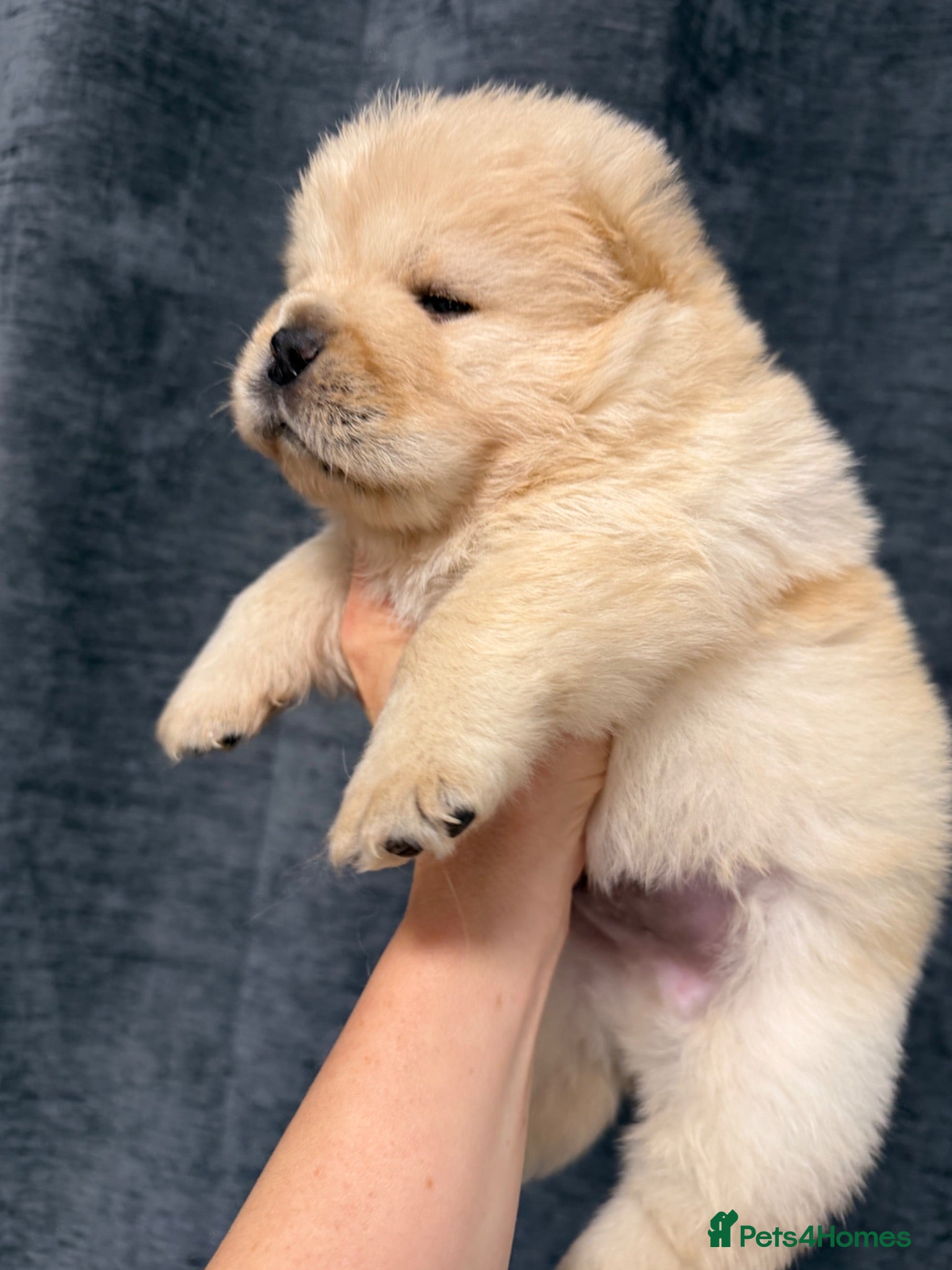 Chow Chow dogs 🧸Beautiful chow chow puppies 🧸 - Advert 1