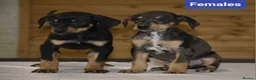 Mixed Breed dogs for sale: Unique hybrid dobermann puppies - Advert 10
