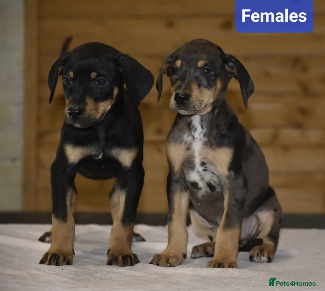 Mixed Breed dogs for sale: Unique hybrid dobermann puppies - Advert 10