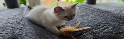 Ragdoll cats for sale: Ragdoll kittens 💉🩺 vaccinated & microchipped - Advert 13
