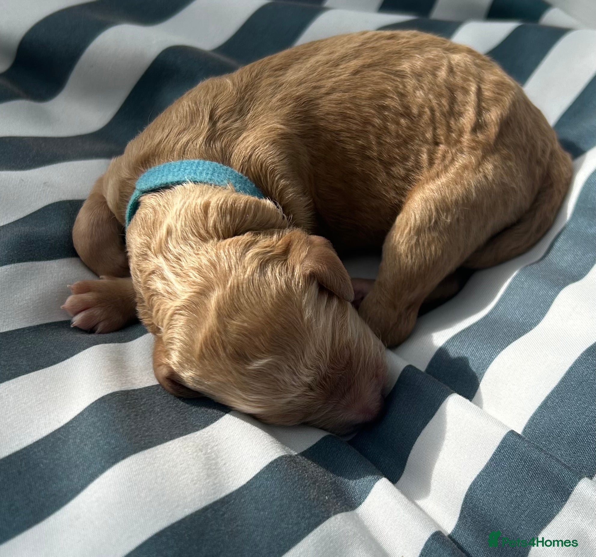 Standard Poodle dogs Apricot Standard Poodle Puppies  - Advert 2