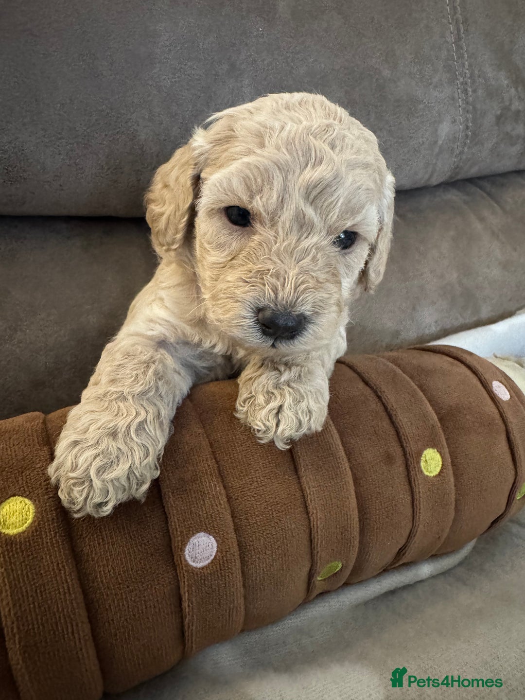 Labradoodle dogs for sale: Miniature Labradoodle puppies - Image 7