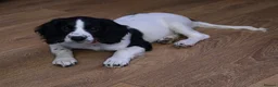 English Springer Spaniel dogs for sale: Orio and her puppies 🐶  in Towcester - Advert 12
