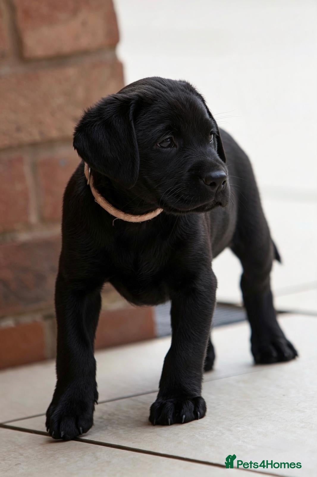 Labrador Retriever dogs Outstanding fully health tested fox red and black  - Advert 2