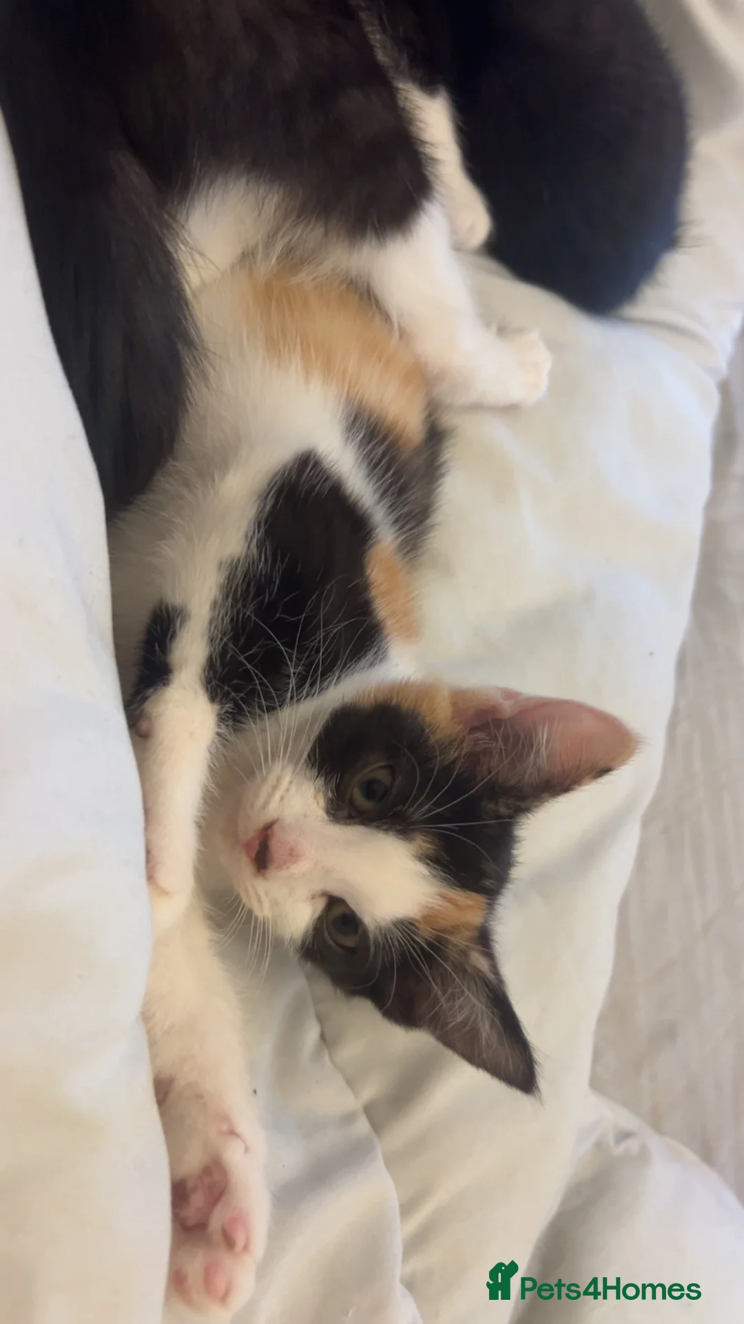 Mixed Breed cats for sale: 2 lovely kittens  in Bideford - Advert 5