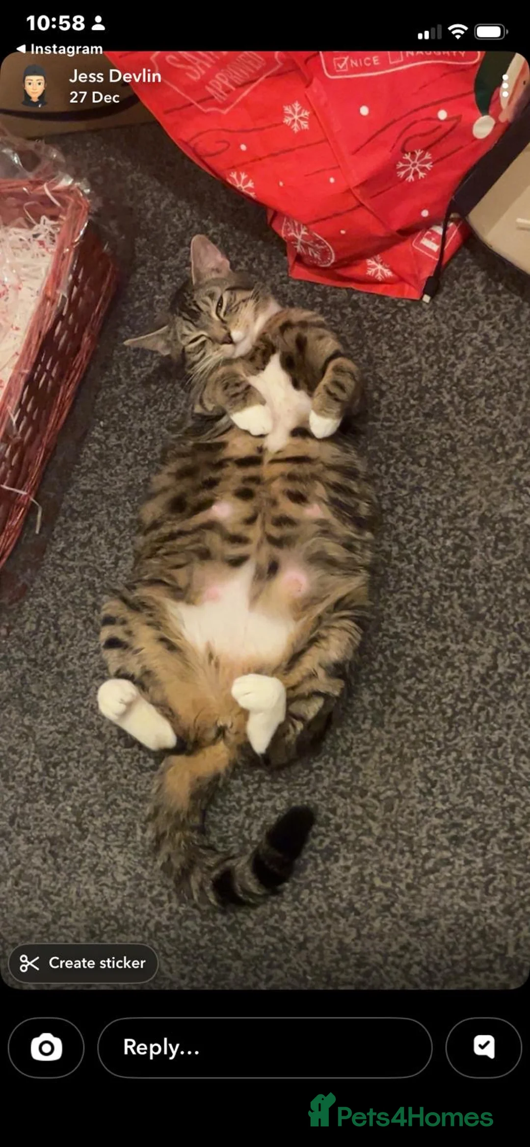 Mixed Breed cats for sale: Kittens - Advert 2