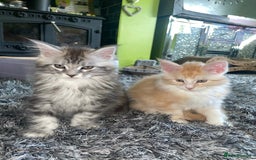 Maine Coon cats for sale: TICA registered Maine coon kittens  - Image 38